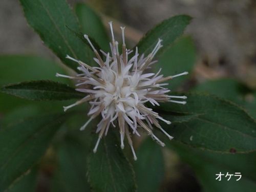 万葉の名花オケラ 徒然なるままに 楽天ブログ