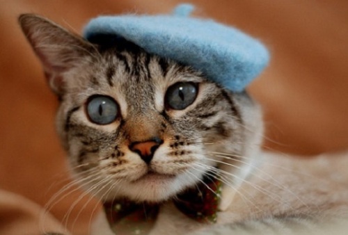 我が子にもオシャレを！犬猫用のかわいい帽子 | 気ままな「S.S.F PLAN」LIFE - 楽天ブログ