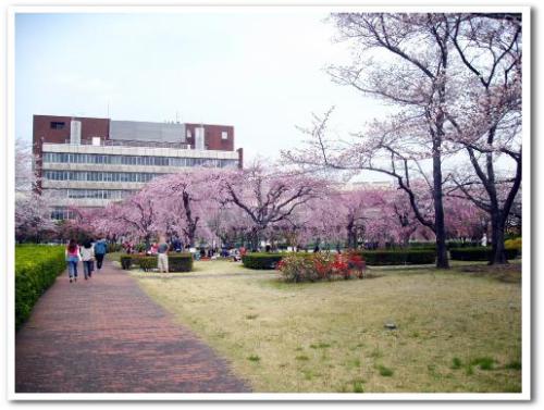 花見 桜 名所 穴場 オススメ スポット 家族 東京 葛飾区 小菅 2013 公園 小菅西公園 小菅水再生センター 堀切菖蒲園駅 綾瀬駅 005.jpg
