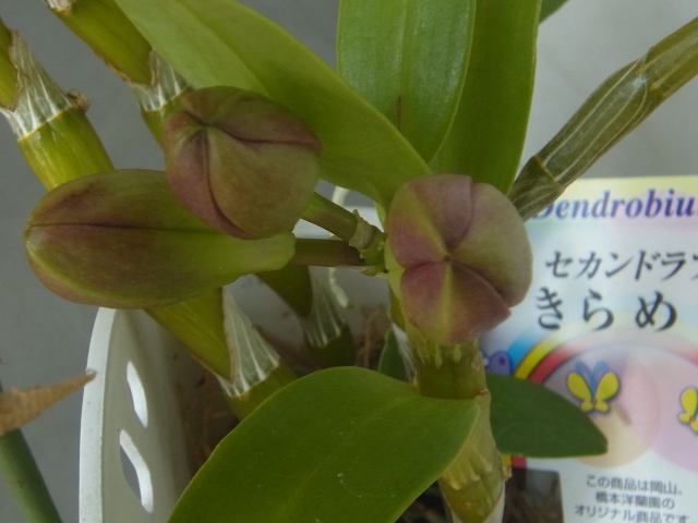 開花した植え込み材料なしのデンドロビューム「きらめき」！ | 植込み材料無しの洋蘭栽培 - 楽天ブログ