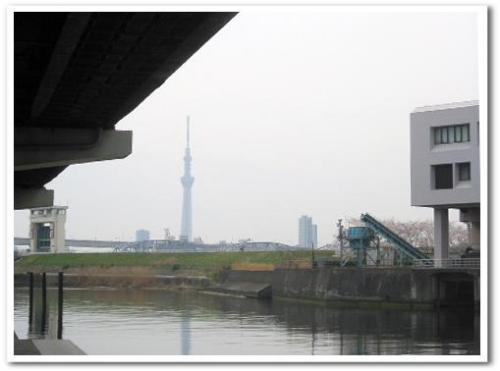 花見 桜 名所 穴場 オススメ スポット 家族 東京 葛飾区 小菅 2013 公園 小菅東スポーツ公園 小菅水再生センター 堀切菖蒲園駅 綾瀬駅 001.jpg