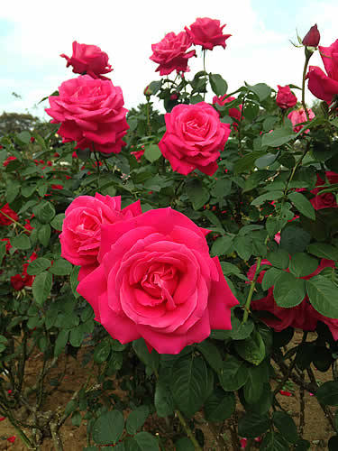 rose_garden2015autumn.jpg