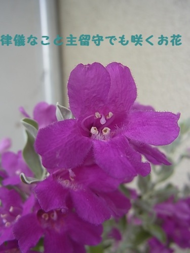 R0012152.JPG