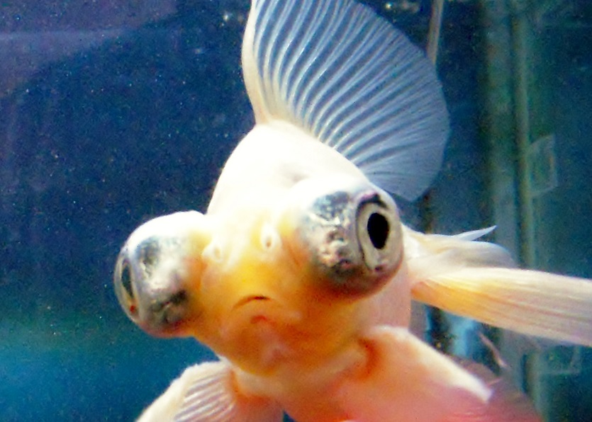魚の正面顔 レジンヘアゴム 白くて赤い口の金魚ちゃん - ヘアゴム