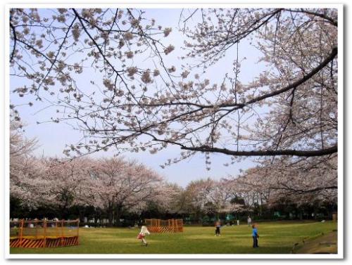 花見 桜 名所 穴場 オススメ スポット 家族 東京 葛飾区 小菅 2013 公園 小菅東スポーツ公園 小菅水再生センター 堀切菖蒲園駅 綾瀬駅 005.jpg