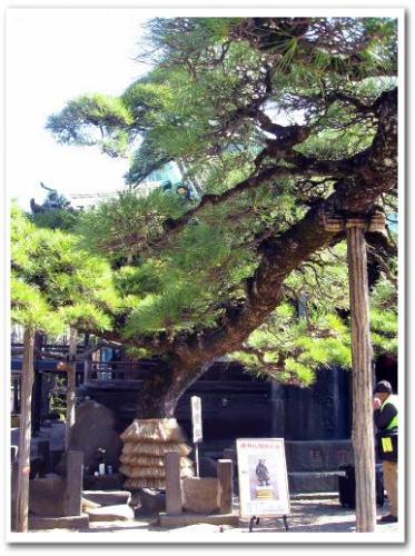 柴又帝釈天 瑞龍松 寒肥 日本酒 2013 002.jpg