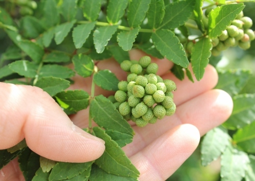 自家栽培の 山椒の実 実山椒 の収穫をしました 三重県いなべ市の日本料理 昭栄館 料理長の日記 三重県いなべ市 阿下喜 あげき の日本料理 昭栄館 楽天ブログ