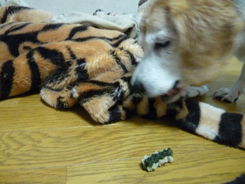 P1070906負けた寅.jpg