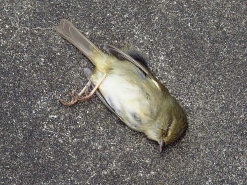 鳥 鳴けないウグイス 鳴くウグイス ミヤマホオジロ ホオジロ イカル ハシブトガラス飛行 庭 メジロ 花 ハナニラが咲いていた 大分金太郎の花鳥蝶月 楽天ブログ