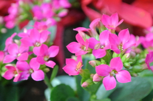 花言葉は ときめき 千芽々の日記 楽天ブログ