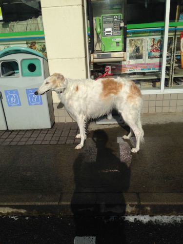 ボルゾイ こいちゃんの独り言 楽天ブログ