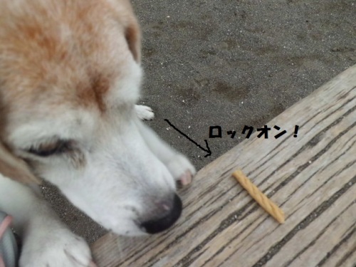公園にてロックオンCIMG1910.JPG