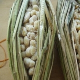 藁で納豆作り