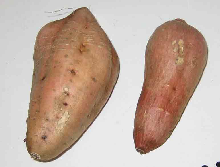 w̑ɂy΂ȂՂAhoCX293 YouTube>20{ ->摜>64 