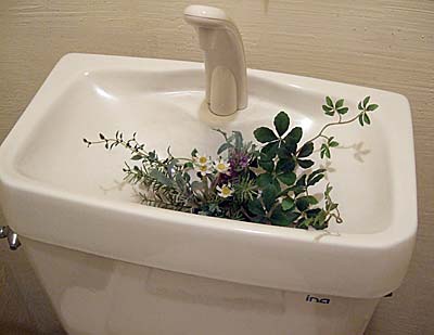 トイレに植物を置いて風水効果アップ おすすめの植物もご紹介