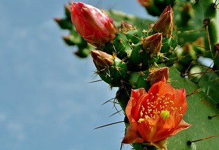 大木の紅花団扇満開と・・・ | ☆ガマンマの ニク・サボ栽培☆ - 楽天ブログ