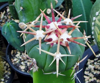 翠平丸　大株　抜き苗　サボテン　竜神接？ Echinocactus horizonthalonius 白刺翠平丸 サボテン | plants