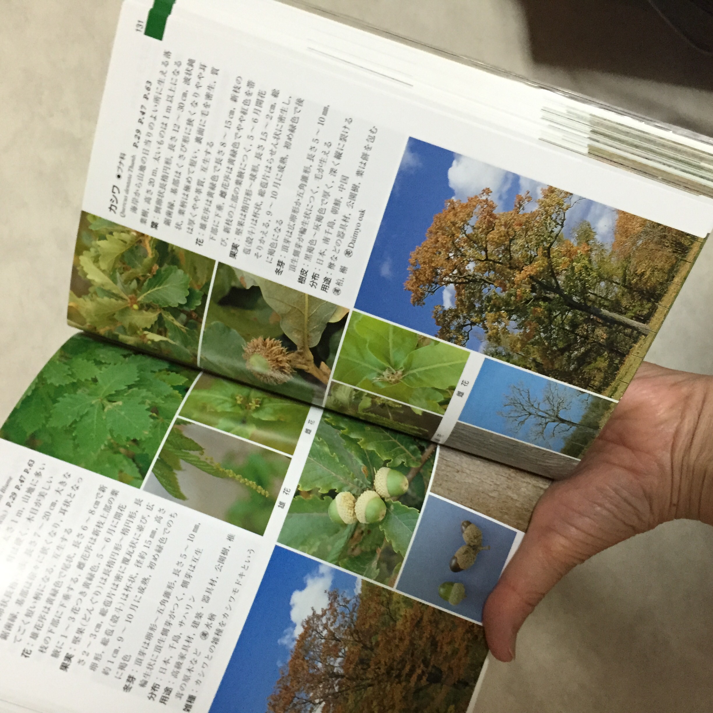 北海道樹木図鑑がおすすめ なないろ気分 楽天ブログ