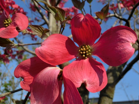 ハナミズキ 芝桜と何が合う どら焼きとチーズケーキ 静かな時が流れる 風の庭 楽天ブログ