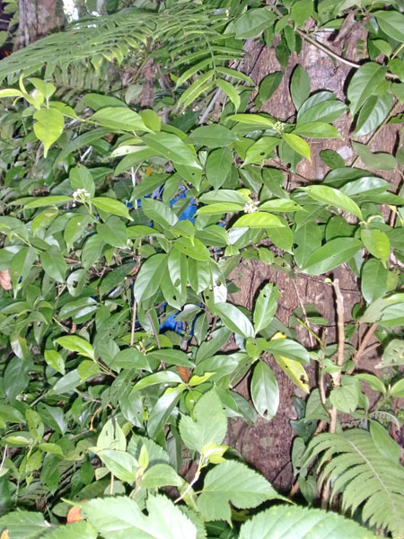 ベスト ホウライカガミ 蓬莱鏡 水耕栽培 植物苗 オオゴマダラ餌 植物