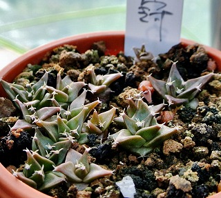 オブレゴニア 多頭 実生 オブレゴニア・帝冠 | ☆ガマンマの ニク・サボ栽培☆ - 楽天ブログ