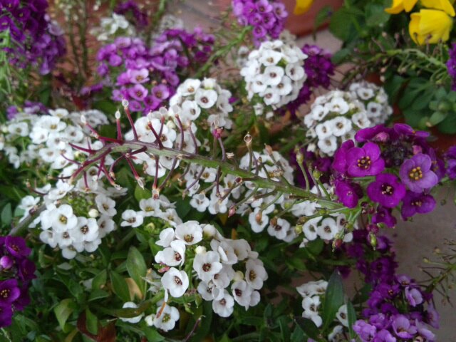 アリッサム 花がら