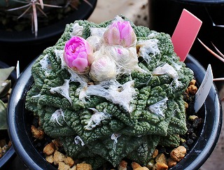 亀甲牡丹・ヒントニーの花 | ☆ガマンマの ニク・サボ栽培☆ - 楽天ブログ