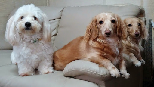 我が家の3匹のヤンチャ犬