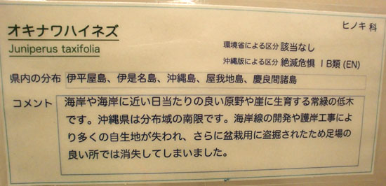 バンブーハウス 沖縄 沖縄の貴重な植物 オキナワハイネズ | 沖縄