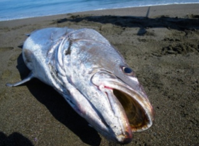 南海の巨大魚 オオニベを追え 1日目 宮崎県 カズサーフの投げ釣り 修行編 楽天ブログ