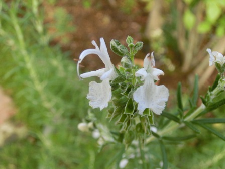 白い花のローズマリー 玄関に活け花 お茶タイム 静かな時が流れる 風の庭 楽天ブログ