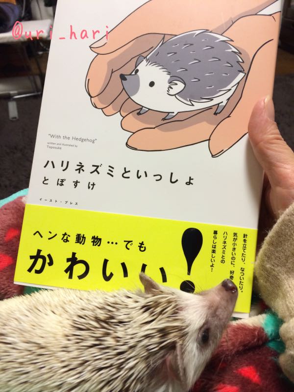 はりっちょちゃん ハリネズミとビールな毎日 楽天ブログ