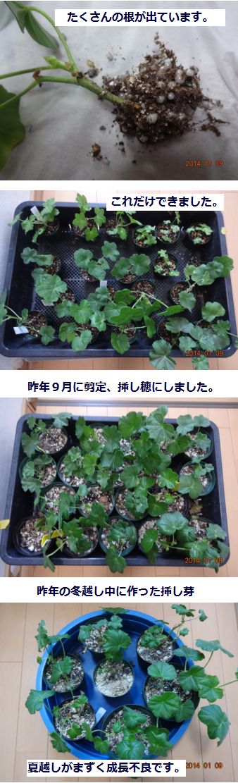 アイビーゼラニウムの挿し芽がいっぱいできました 小さな花宇宙 そして それから 老いふたりの小宇宙 楽天ブログ