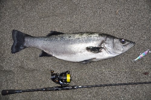 タックル紹介(パクリのパクリ) | お魚釣りたい - 楽天ブログ
