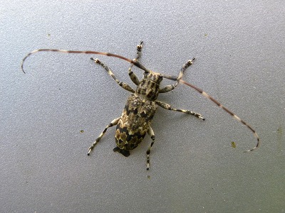 DSCN4177.jpg