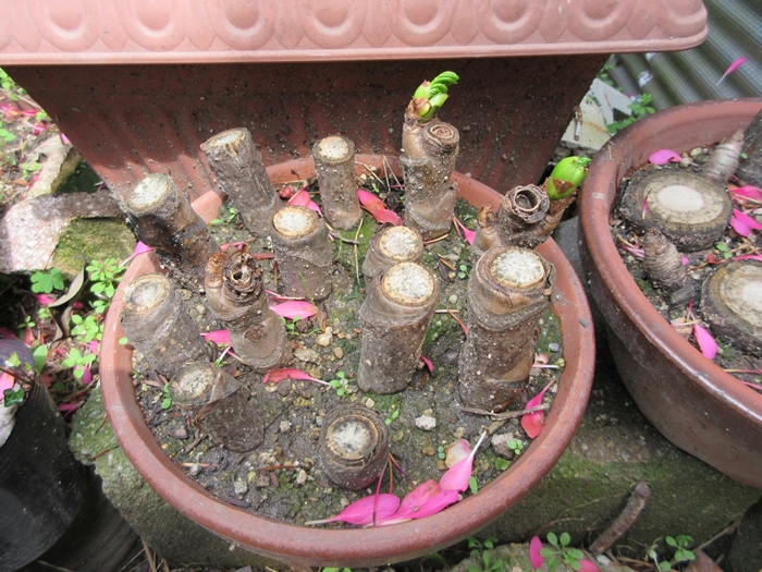 タラちゃん挿し木してみた 植木屋 ひとり親方のブログ 楽天ブログ