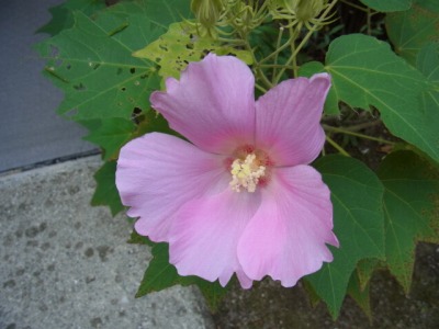 @.RIMG0372.jpg