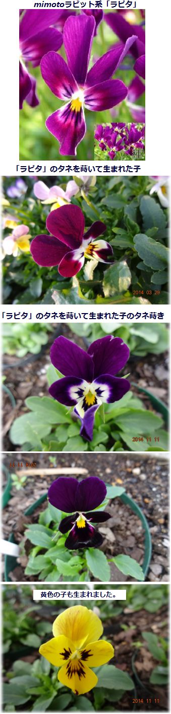 自家採種のビオラの花たち 夏越しのポリアンサは我が家のオリジナル花 小さな花宇宙 そして それから 老いふたりの小宇宙 楽天ブログ