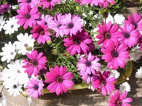 ４月７日の誕生花 ディモルフォセカの花言葉 豊富 富 を思わせる花色の 元気 に咲く花 弥生おばさんのガーデニングノート 花と緑の365日 楽天ブログ