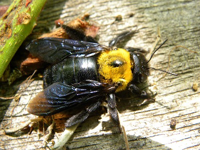 DSCN4030.jpg