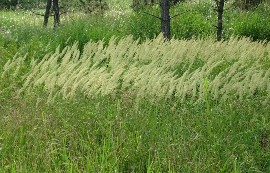 イネ科植物は人類にとって欠かせない存在 歌 と こころ と 心 の さんぽ 楽天ブログ