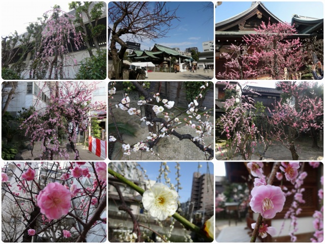 大阪天満宮の梅 こっぱんの日記 楽天ブログ