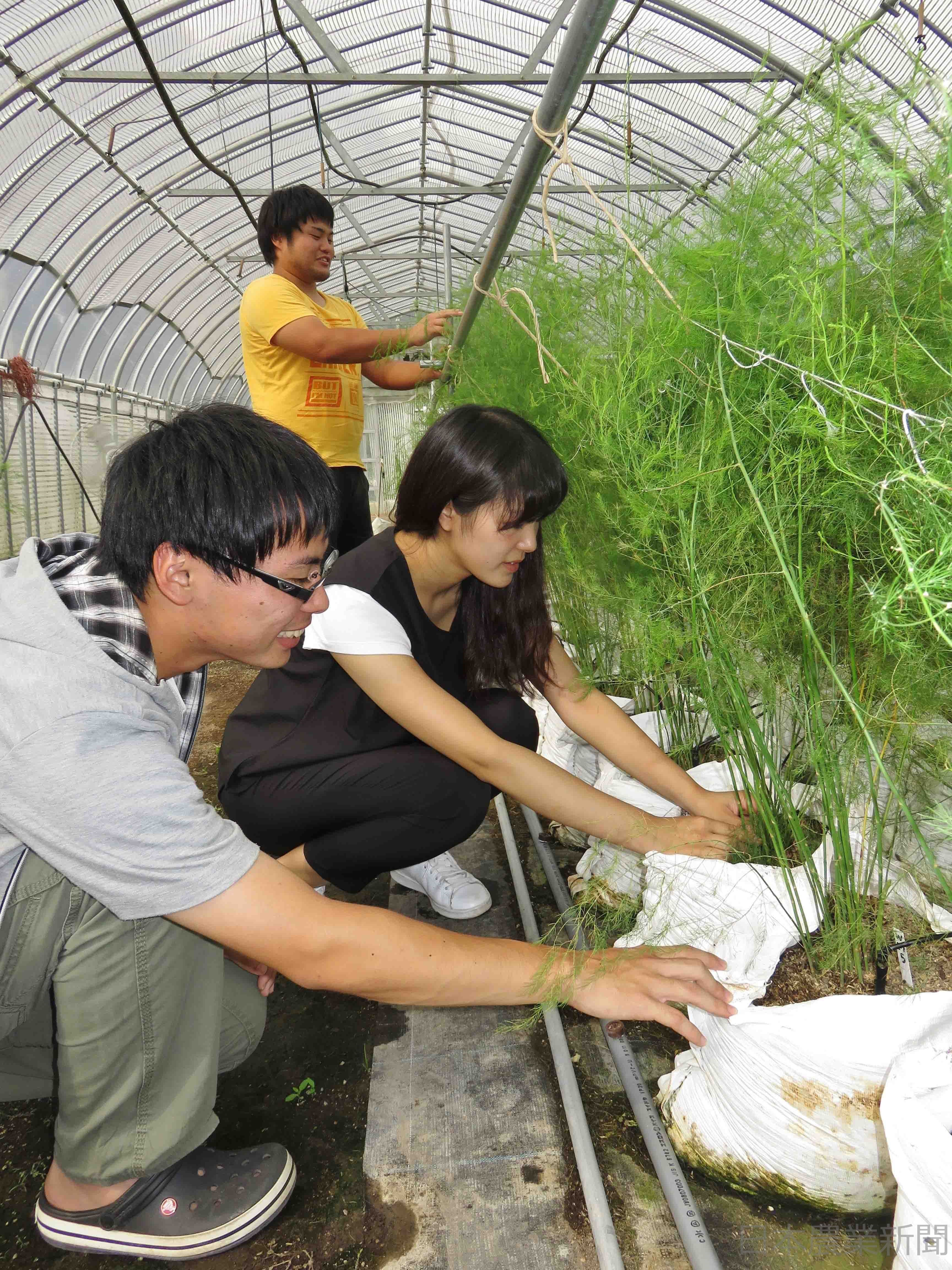 アスパラ促成栽培 培土入り袋で根株を養生 水稲施設使い冬の収益増 県立広島大 ミロくんの都合 楽天ブログ