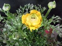 １月２０日の誕生花 ラナンキュラス 黄 の花言葉 優しい心遣い 春の日差しに 光輝を放つ ラナンキュラスの黄色い花 弥生おばさんのガーデニングノート 花と緑の365日 楽天ブログ