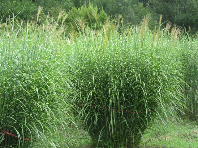 タカノハススキ 栽培 私と陶芸 楽天ブログ