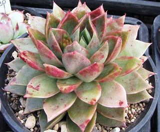 ♥マジョリカ様♥丸葉フラメンコ錦です(*^^*)　エケベリア　多肉植物 楽天市場】多肉植物 O'sエケベリア メキシコプリドニス