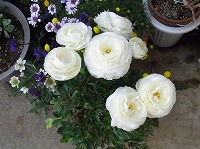 １月３１日の誕生花 ラナンキュラスの花言葉 晴れやかな魅力 春の日差しに 光輝を放つ 花 弥生おばさんのガーデニングノート 花と緑の365日 楽天ブログ