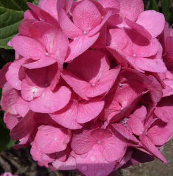 紫陽花2