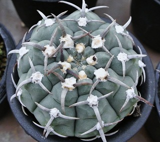 ギムノ・黒刺バッテリー | ☆ガマンマの ニク・サボ栽培☆ - 楽天ブログ