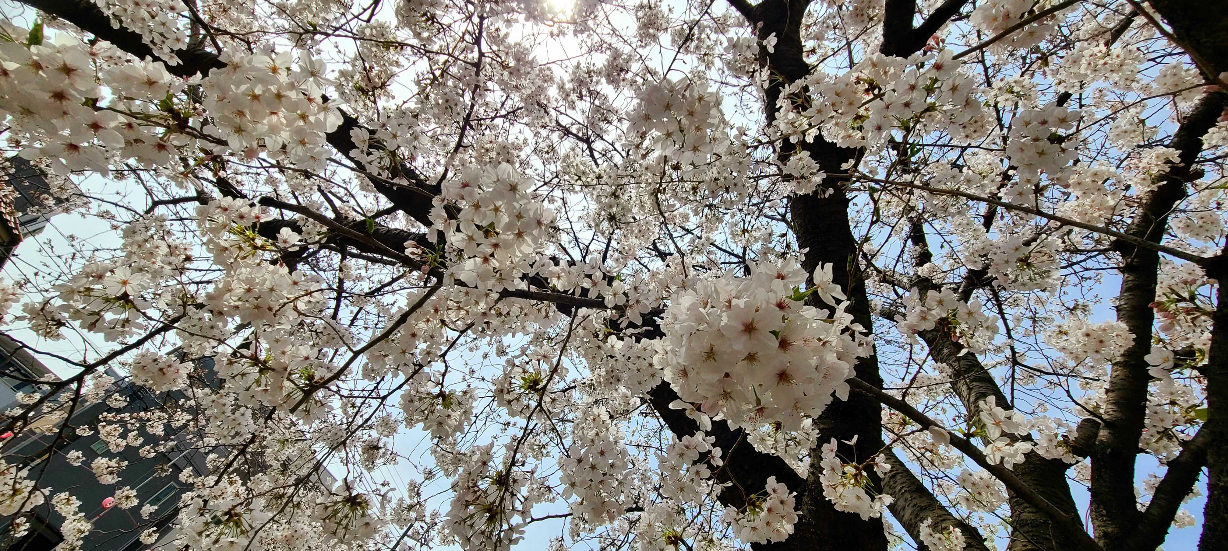 桜梅桃李